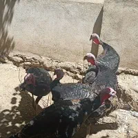 بوقلمون|حیوانات مزرعه|تهران, تهرانپارس شرقی|دیوار