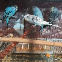 مرغ عشق|پرنده|سردشت, |دیوار