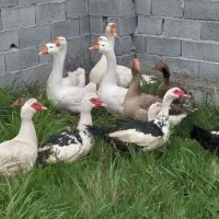 فروش غاز محلی قوغاز و اردک خارجی نر