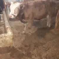 سلام گوساله نر ۸ ماهه