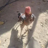 خروس ومرغ لاری اصل|حیوانات مزرعه|سمیرم, |دیوار