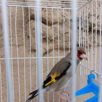 سهره قناری نر کرمانی