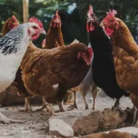 مرغ تخمگذار محلی