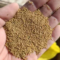 فروش انواع بذر یونجه گرمسیری