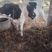 گوساله نر هلشتاین صنعتی