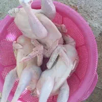 مرغ محلی اصل برای کشت و داشت|حیوانات مزرعه|یاسوج, |دیوار