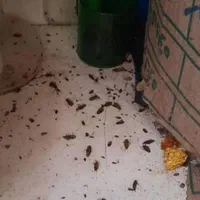 خدمات باغبانی وسمپاشی