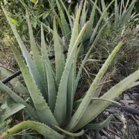 برگ تازه آلوئه ورا|گل و گیاه طبیعی|توکهور, |دیوار