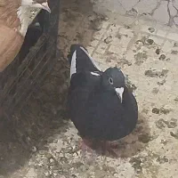 کفتر مینا نر