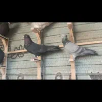 کبوتر کلاغ سیاه پرشی|پرنده|مشهد, تربیت (صدف)|دیوار