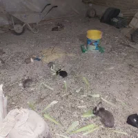 خرگوش نر و ماده بچه خرگوش