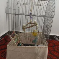 طوطی برزیلی|پرنده|شریفآباد, |دیوار