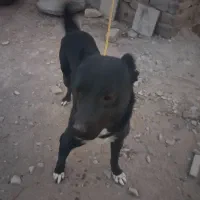 سگ نگهبان|سگ|تفرش, |دیوار