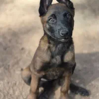 توله بلژین مالینویز