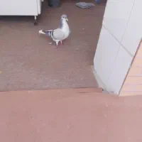 بعد رنگ ماده