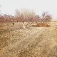 ۱۰۰۰۰۰۰۰۰|سگ|سلماس, |دیوار