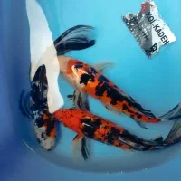 جشنواره کوی زینتی ماهی اصیل وزیبا