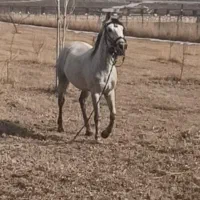 اسب نریان بسیار آرام بدون هیچگونه اخلاق بد