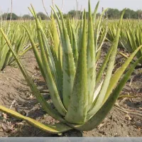 برگ آلوئه ورا طبیعی و تازه چین