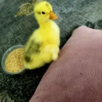 فروش جوجه قوغاز اوکراینی درجه یک
