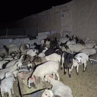 تعداد24 جوخوری برای دام سبک(گوسفند)