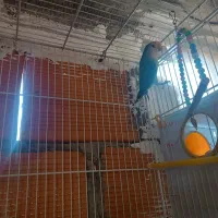 دو عدد طوطی برزیلی