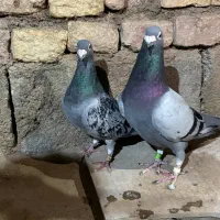 کبوتر مسافتی مقام دار
