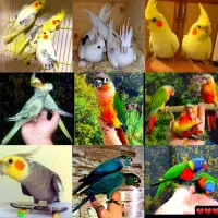 عروس هلندی برزیلی سنگال سخنگو با شناسنامه سلامت|پرنده|تهران, استاد معین|دیوار
