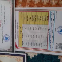 جوجه پلاکی|پرنده|شیراز, ارم|دیوار