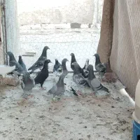 کبوتر