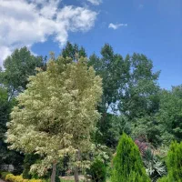 زمین های فروشی واقع در کلاردشت (مجل)