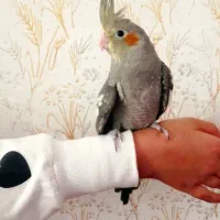 فروش جوجه عروس هلندی دو ماهه|پرنده|سراب, |دیوار