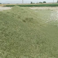 اجاره زمین کشاورزی برای صیفی|اجارهٔ دفتر صنعتی، کشاورزی، تجاری|بوشهر, |دیوار