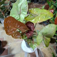 گلهای آپارتمانی|گل و گیاه طبیعی|اصفهان, باغ فدک|دیوار