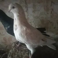 پرشی و پلاکی
