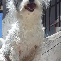 واگزاری‌یک‌قلاده‌سگ‌شیتزو