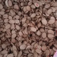 تخمه هندوانه آجیلی