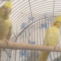 عروس هلندی مولد لوتینو|پرنده|مبارکه, |دیوار