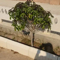 نهال قهوه
