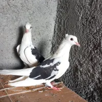 کبوتر جوجه پشت سیاه و ابلغ ووشازده سبز تیکه پاره