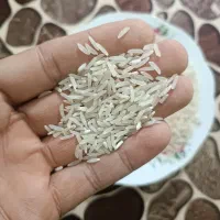 برنج فجر سوزنی و لاشه