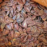 تخمه درجه یک|عمده‌فروشی|کرج, حصارک بالا|دیوار