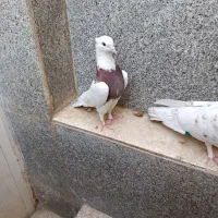 کفتر|پرنده|شیراز, سلطان آباد|دیوار