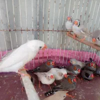 فروش فنچ لپی و ساده