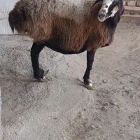 راسته گوشتی|حیوانات مزرعه|کرج, فاز ۳ گوهردشت|دیوار