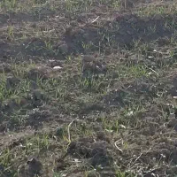 فروش زمین کشاورزی