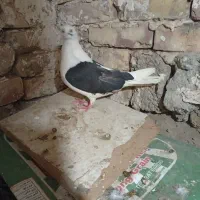 سلام مجسمه|مجسمه، تندیس، ماکت|زابل, |دیوار