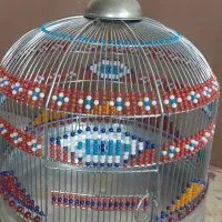 سهره خاکی قناری طوطی عروس هلندی