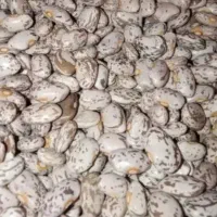 فروش هزار کیلو لوبیا چیتی ارتشی