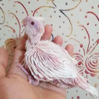 جوجه عروس هلندی